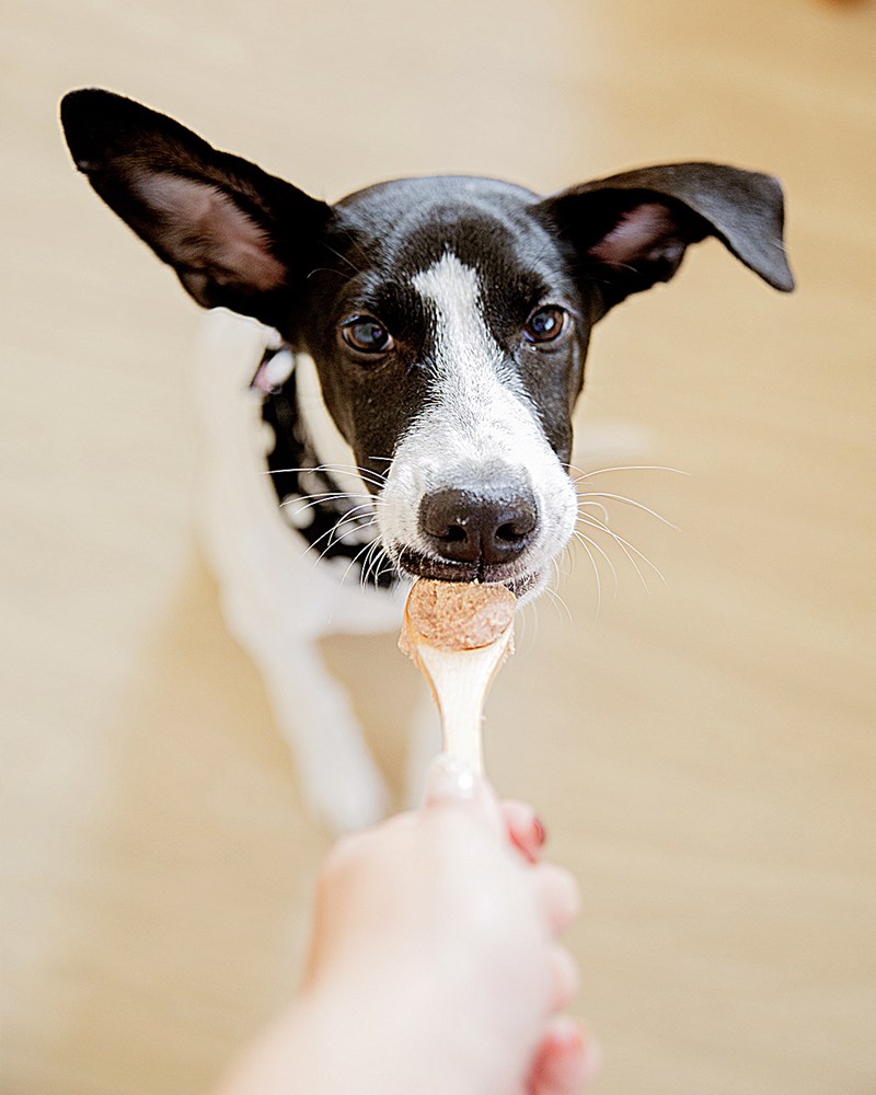 女人知己試用大隊,口碑行銷,部落客行銷,自然食 成長機能主食餐包,自然食,成長機能狗狗主食餐包,成長機能貓咪主食餐包,滿足毛孩最單純的幸福,人食等級食材,開封即食,綿密的肉泥狀質地,好吸收,無膠類,無色素,無防腐劑的添,維持腸道健康,添加DHA/靈芝多醣體,使用高優質蛋白,適口性佳,狗狗口味,犬用營養火雞,犬用嫩雞牛肉,貓咪口味,貓用營養嫩雞,貓用嫩雞鮪魚